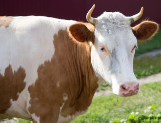 cow in nature. walks around and eats grass