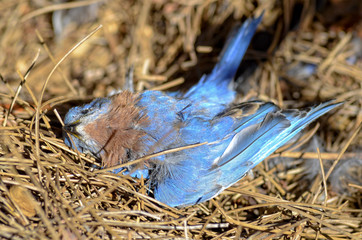 Dead Blue Bird