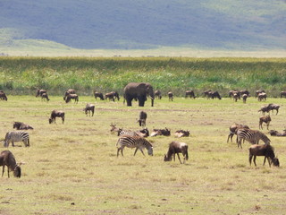 Fototapeta na wymiar Landscape wild animals in africa