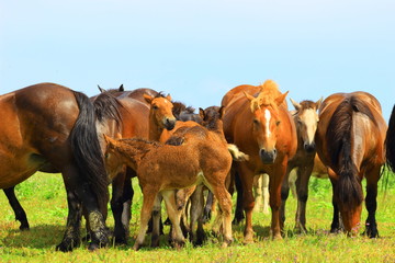 Horses herd on farm land in Nature park Lonjsko polje, Croatia