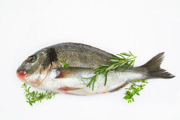 dorade