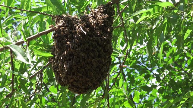 Swarming bees on fruit tree branch