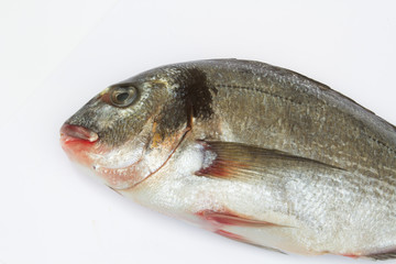 dorade