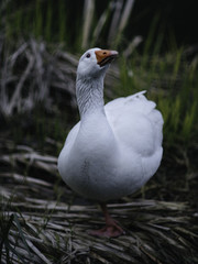 Aggressive, weiße Gans sieht in die Kamera