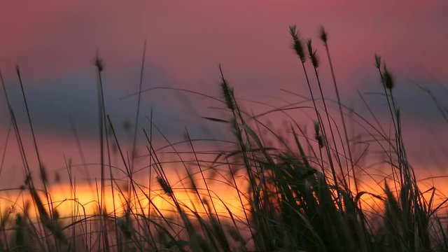 Reeds blow softly in the wind as a beautiful sunset sets behind.