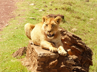 Young lion in africa safari