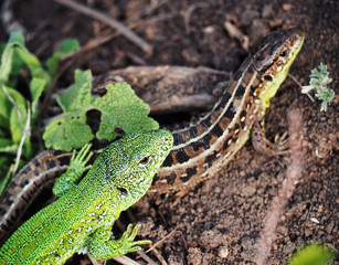 Green lizard couple of lovers at the green grass top view