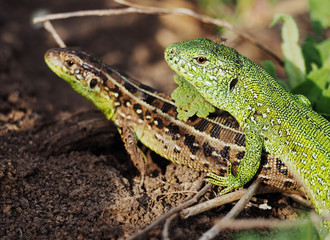 Green lizard couple of lovers at the green grass