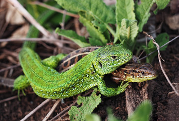 Green lizard couple pair of lovers at the green grass