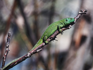 Green lizard laying at the wood stick at the tree in the air