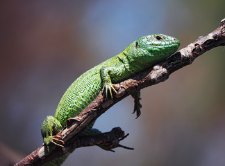 Green lizard laying at the wood stick at the tree