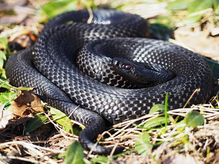 Snake black laying at grass  curled up in a ball