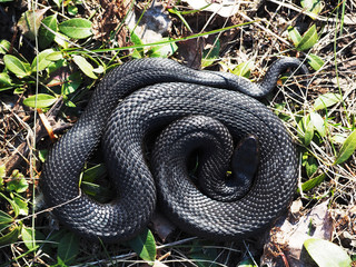 Snake black laying at green grass  curled up in a ball top view