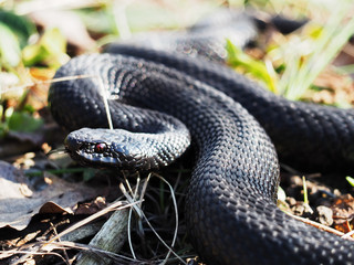 Snake black laying at the grass  curled up in a ball showing the tongue