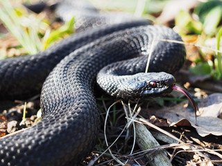 Snake black laying at the grass  curled up in a ball