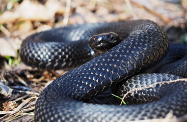 Snake black laying at the grass  hunting attack danger