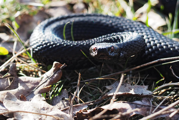 Snake black laying at the grass  hunting attack