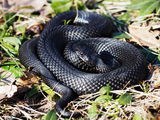 Snake black laying at the green grass  curled up in a ball