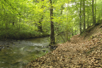 footpath beside a river in a forest