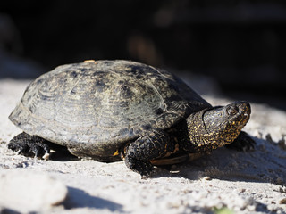 Turtle at the stone near the lake close-up sleeping