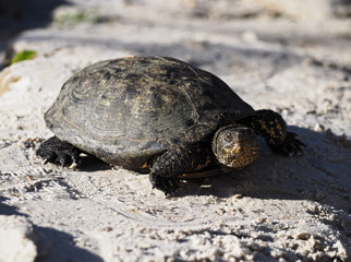 Turtle at the stone near the lake close-up walking and looking at camera