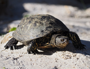 Turtle at the stone near the lake close-up walking