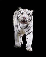 White tiger standing and looking forward isolated at black