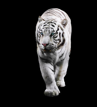 White tiger standing and looking left isolated at black