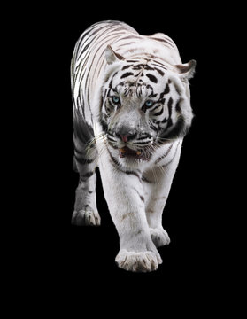 White tiger standing and looking to the left isolated at black