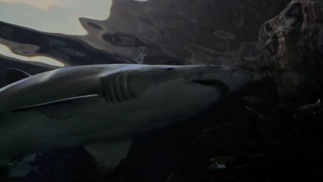 Dramatic angle of a passing Ragged Tooth Shark.