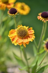 Helenium flower