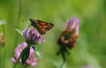 weiblicher rostfarbiger Dickkopffalter auf rotem Klee