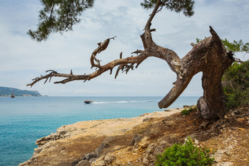 Pine on the shore of the Mediterranean Sea