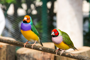 The Gouldian finch or Erythrura gouldiae, male, aka the Lady Gouldian finch, Goulds finch or the rainbow finch