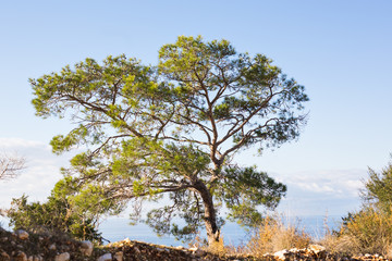 Obraz premium Lonely tree growing on top of the rock.