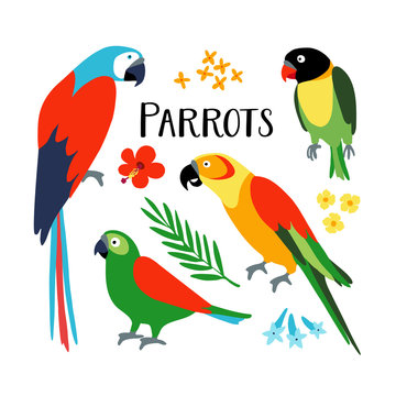 Set of tropical parrots with palm leaf and hibiscus flower. Isolated vector illustration of exotic birds. Flat design.