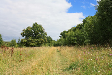 Summer landscape. Russia 