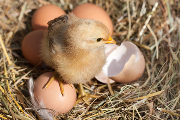 baby chicken with broken eggshell and eggs in the straw nest