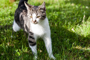 Naklejka na ściany i meble beautiful pet cat standing on the grass