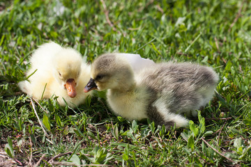 Two little domestic gosling in green grass