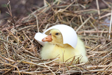 Cute little domestic gosling with broken eggshell in straw nest