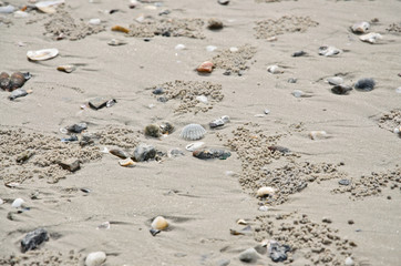 Fototapeta na wymiar Shells on sandy beach for background