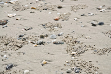 Shells on sandy beach for background