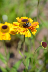 Helenium flower
