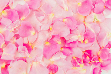 Pink rose petals. Flat lay, top view. Valentine's day background.