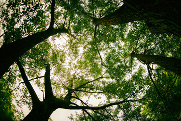 Naklejka premium Wide tree
