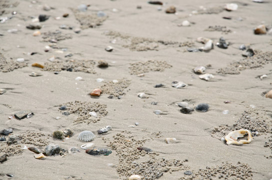 Shells on sandy beach for background
