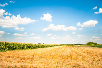 Fototapeta na wymiar Corn field in the countryside