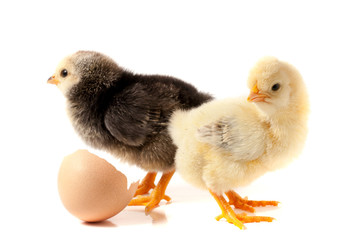 Cute little chicken with eggshell isolated on white background