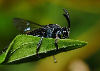 Black hoverfly clinging to leaf